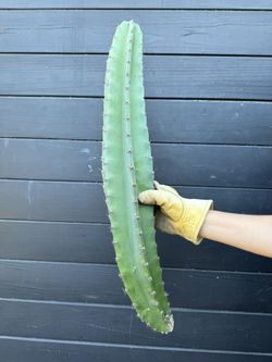 PERUVIAN APPLE CACTUS CUTTING / Mexican Fence post