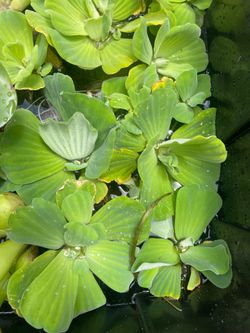 Water lettuce for ponds