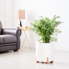 Bella Palm Mediterraneo - Slate