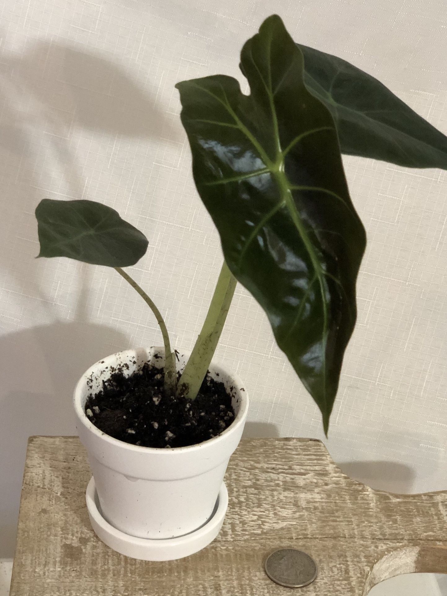 Alocasia African Mask in 3 inch terra-cotta pot house plant