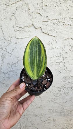 4" Snake Plant 'Var. Whale Fin'