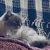 Dottie B