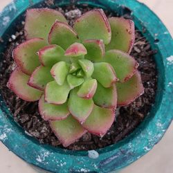Succulent LETY'S SEDEVERIA Plant