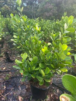 Glucia
