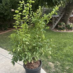 Mexican Lime Tree 