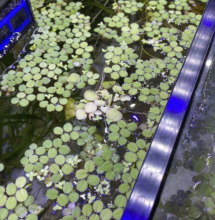 Salvinia Floating Aquatic Plants For Aquarium And Fish Tanks