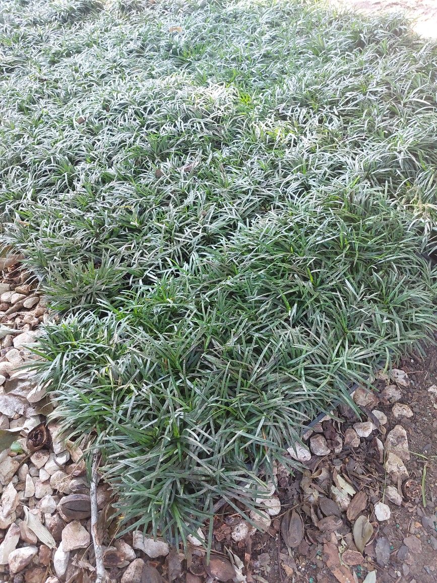 Dwarf Mondo Grass