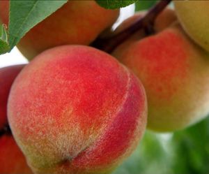 Grafted   Peach, Cherry, Avocado, Pear, Nectarine, Plum, Apple, Mandarin   Trees