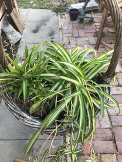 Basket of 2 varieties of spider plants