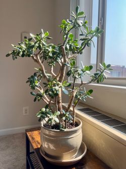 Jade Tree in Ceramic pot