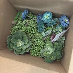 Assorted Faux Succulents 