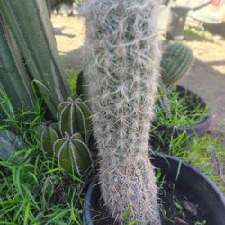Oh Man Cactus Plant