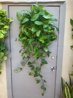 Golden Pothos Trailing House Plant 6” Hanging Pot