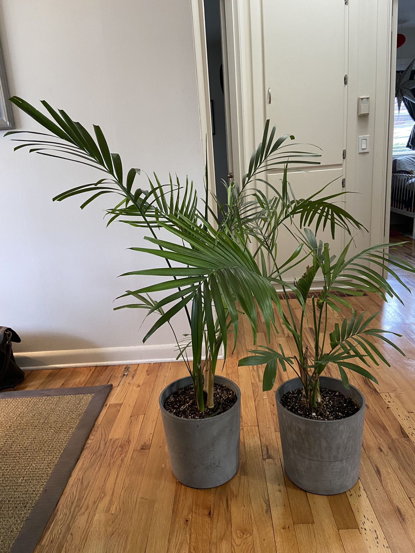 Indoor Tropical Plants With Pots $40 EACH 