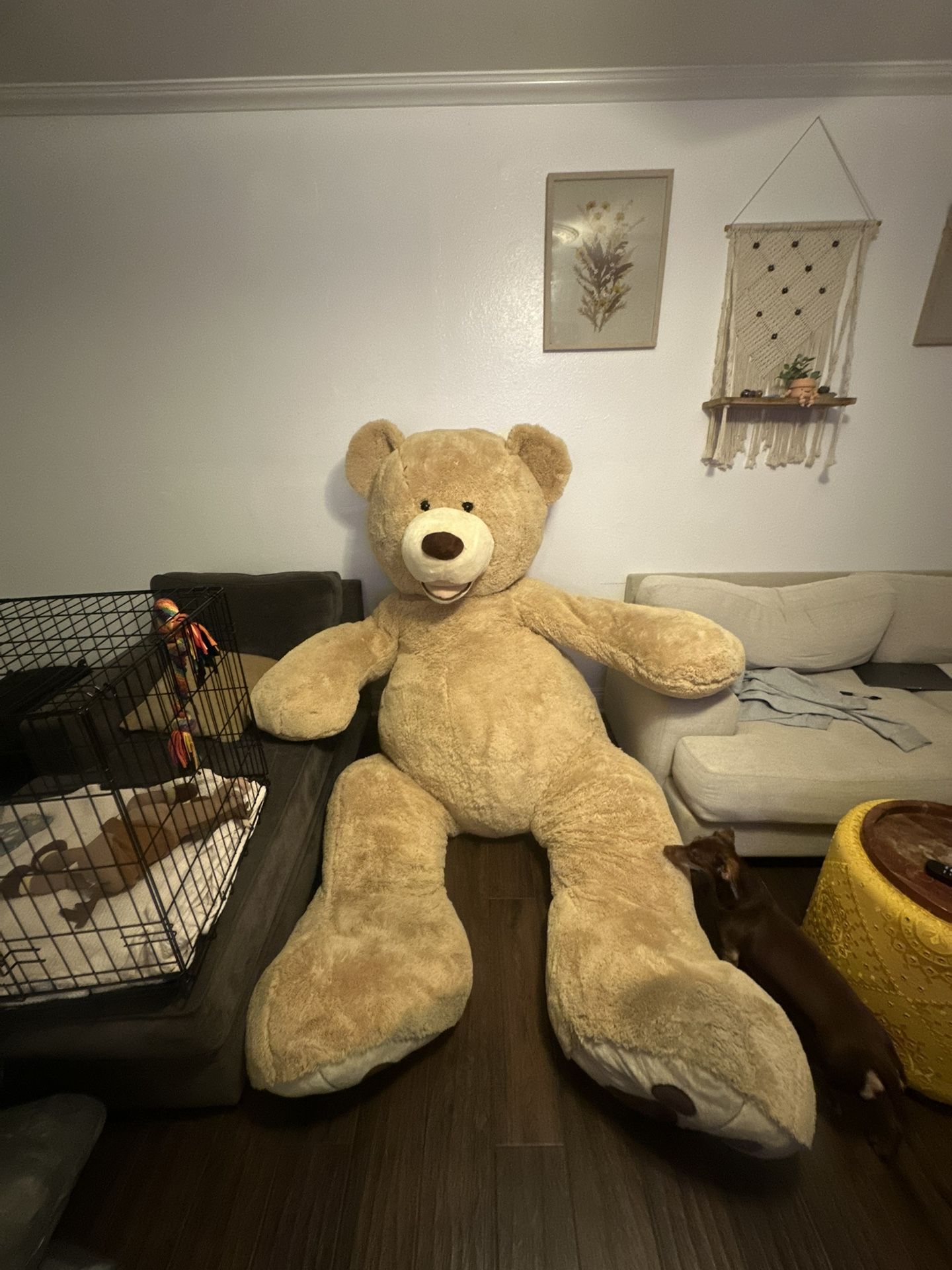 Bear