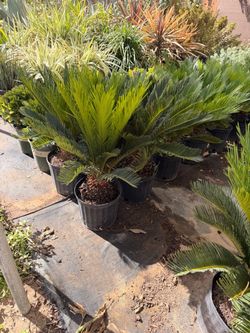 Sego palms 10’ pots