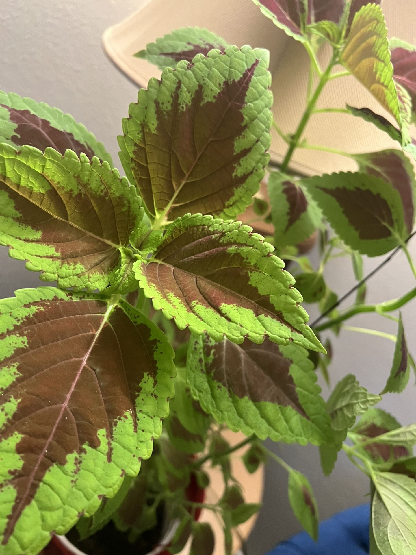 Indoor Plant 🪴