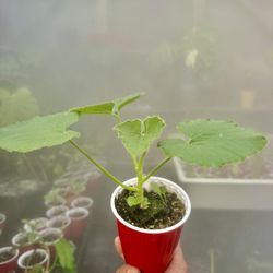     （Japanese Punkim）Kabocha Squash plant 