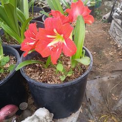 Bote Con 3 Plantas De Azucenas...