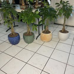 Money Tree Plants In Ceramic Pots (35”tall $85 each)