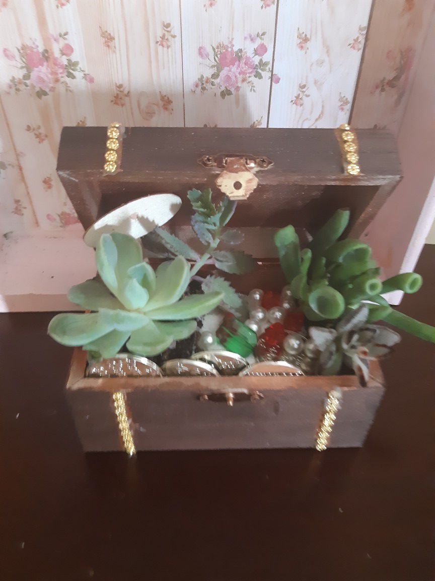 succulents treasure chest