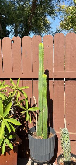 Cacti