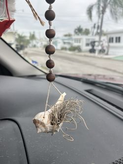 Airplane In Shell ( Tillandsia, Spanish Moss )