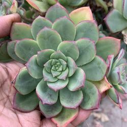 Enchevaria Succulents Flower Handfull Size 5