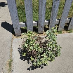 Free Succulents
