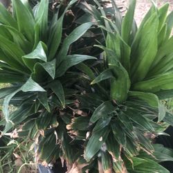 PLANTAS