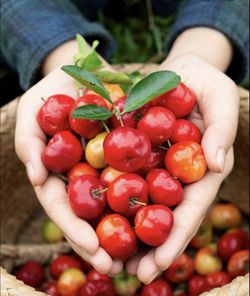 Barbados cherrytree.ready for fruit .