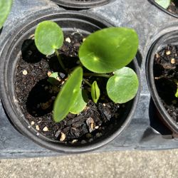 $5 Small Chinese Money Plant