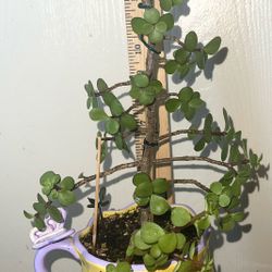 Portulacaria Afra (live Succulent Elephant Plant)
