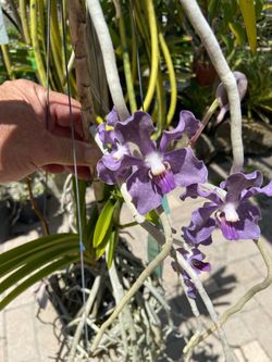 Blooming Vanda orchid