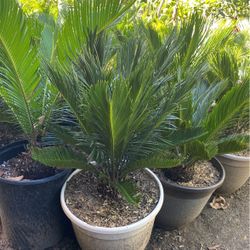 sago palms 