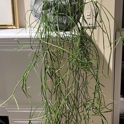 Indoor Real House Plant