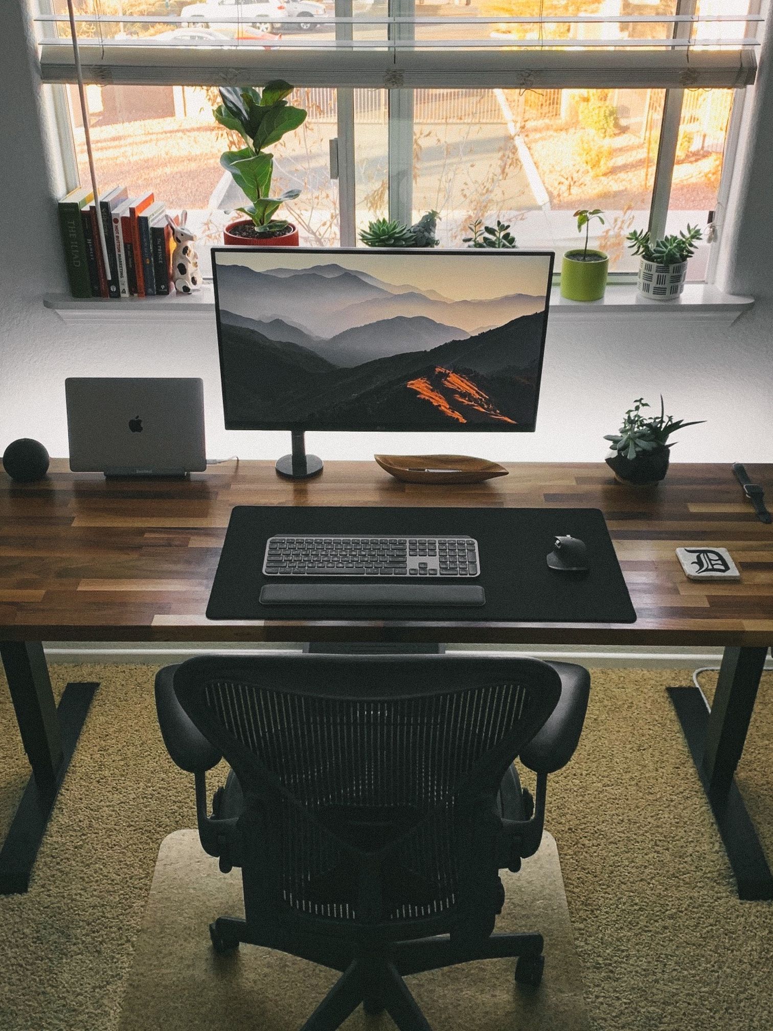 Solid Walnut Electric Sit Stand Desk (74 inch)