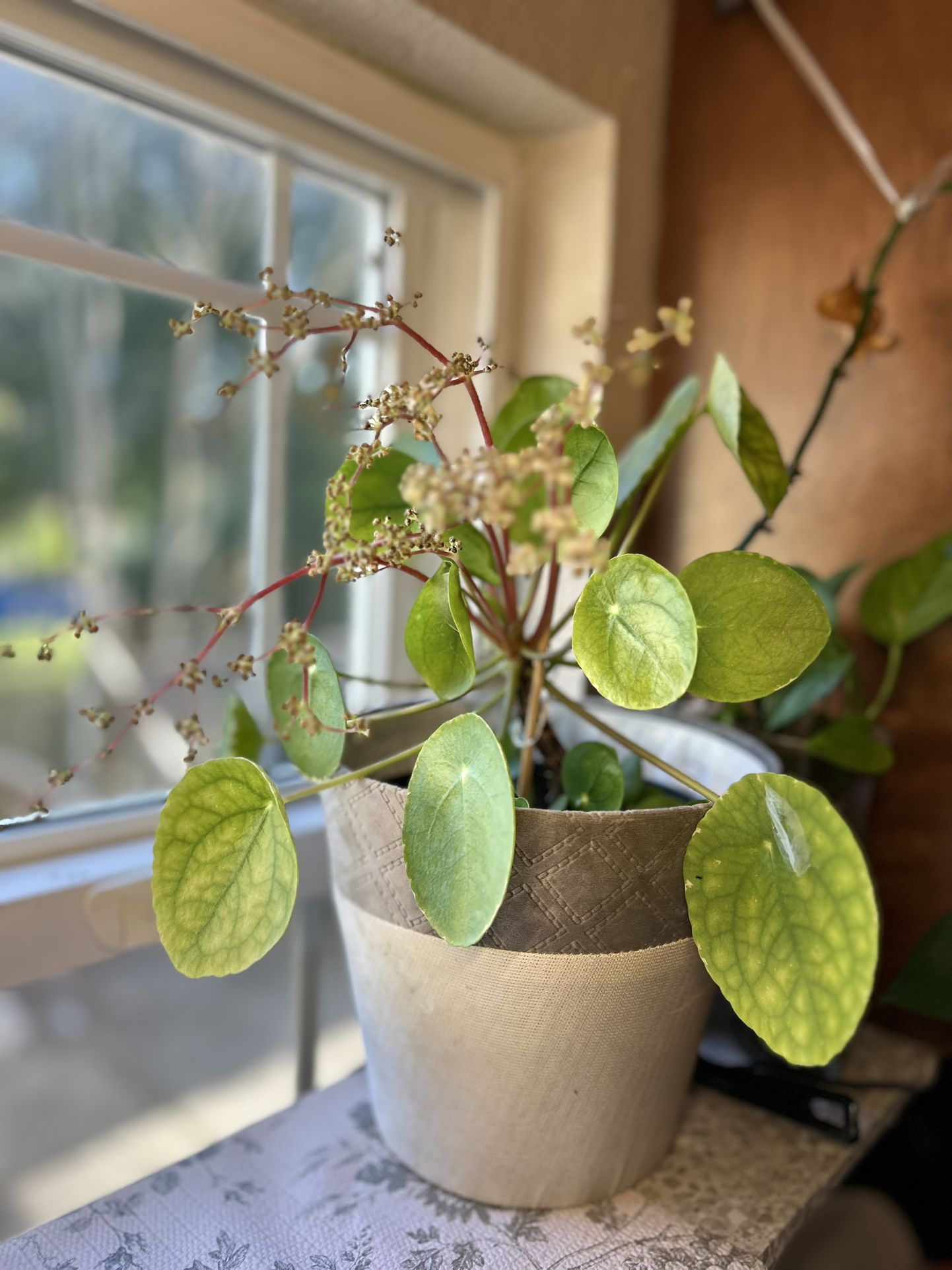 Pilea Plant (Chinese Money Plant )