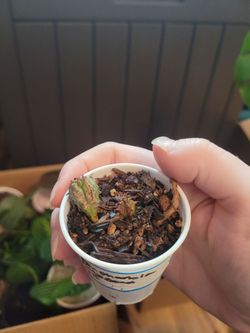 Euphorbia Polygona Succulents