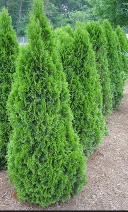 Emerald green 6 to 7 Ft Tall Grade B