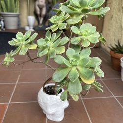 Tall Succulent in Sugar Skull Ceramic pot.