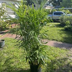 HOME PLANTS- SPECIAL PRICE  SEIFRIZII BAMBOO (7GL)
