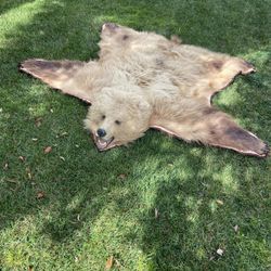 Genuine Alaskan Inland Blonde Bear Head rug