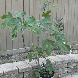 Fig Tree Violette De Bordeaux Variety 