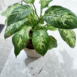 Plant Sale 🪴 - Many To Choose From  🌱  (starting at $3)