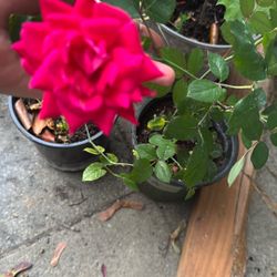 Rose Plant