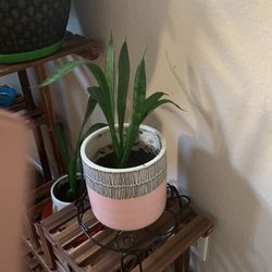 Snake Plant 