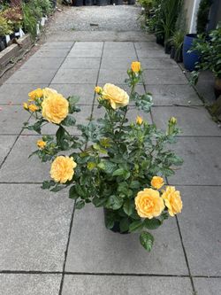 Rosas For Sale