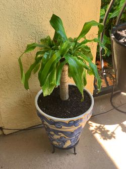 Dracaena Fragrans Plant about 2.5–3.5 feet tall