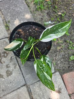 Philodendron White Wizard